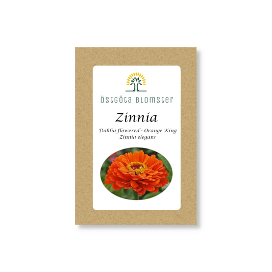 Zinnia "Dahlia flowered - Orange King - " / Zinnia elegans